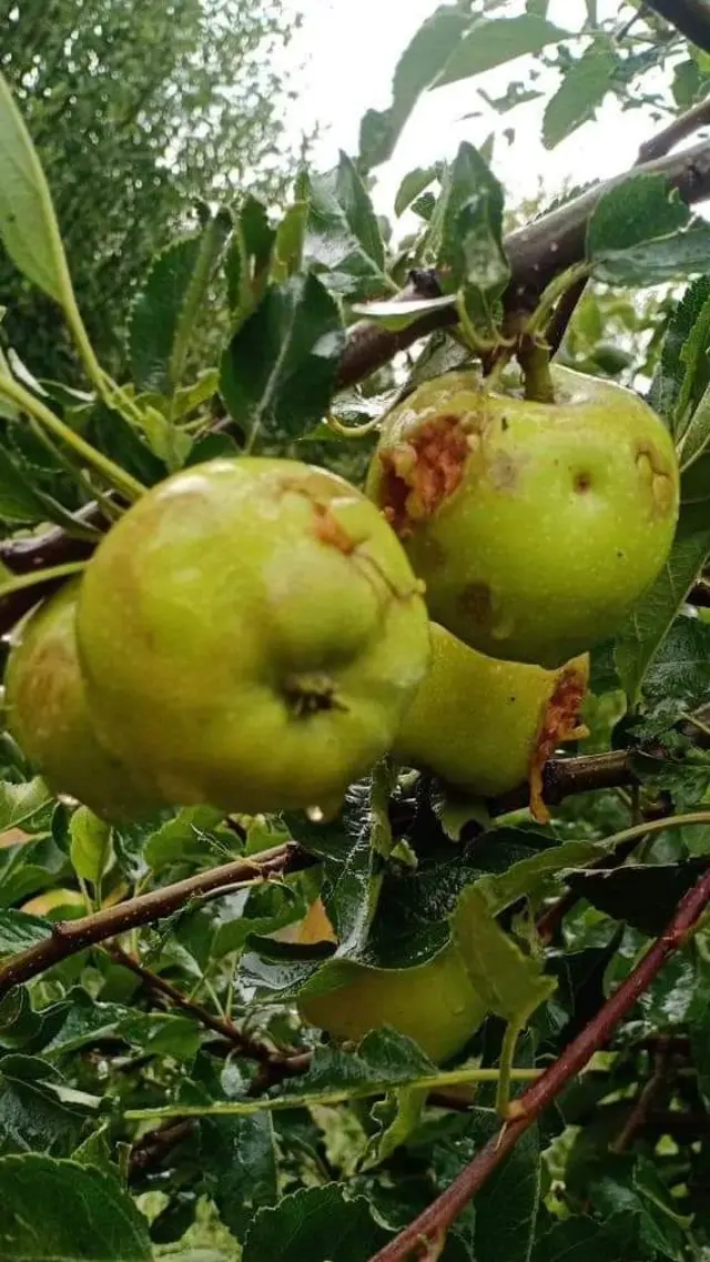 ژالہ باری