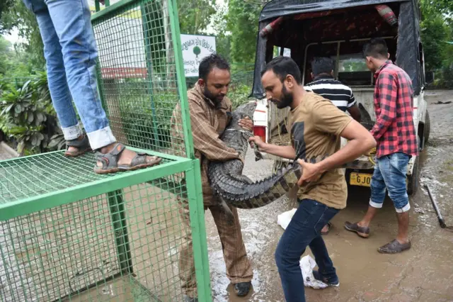 વડોદરામાં પૂરના સમયમાં રહેણાંક વિસ્તારમાં આવી ગયેલા મગરને રૅસ્ક્યૂ કરવામાં આવે છે