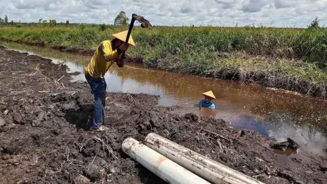 Petani di Desa Mantangai Hulu menggarap lahan rawa gambut untuk menjadi sawah. 
