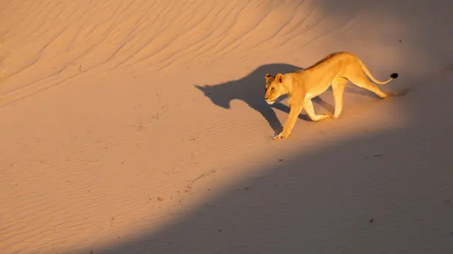 ਨਾਮੀਬੀਆ 