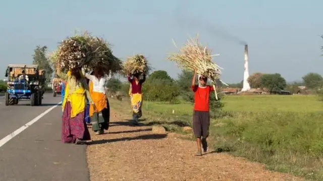 இந்தியாவில் சர்க்கரை நீண்ட காலமாகவே அரசியல் ரீதியாக ஒரு உணர்வுபூர்வமான பொருளாக இருந்து வருகிறது