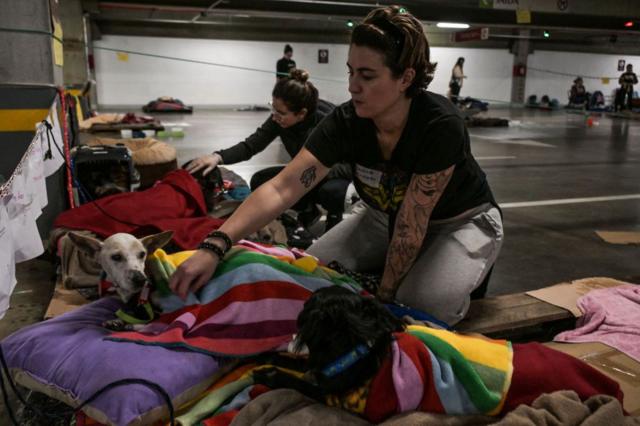 Cachorros sendo cuidados por voluntria em abrigo