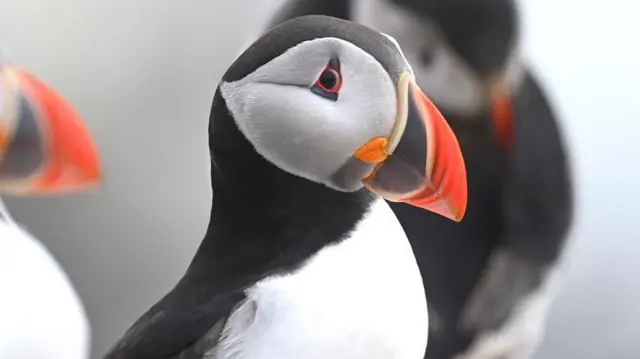 పఫిన్ పక్షులు 