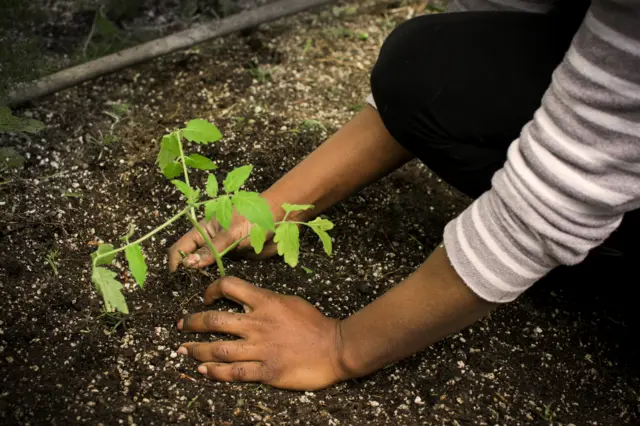 Mulher plantando