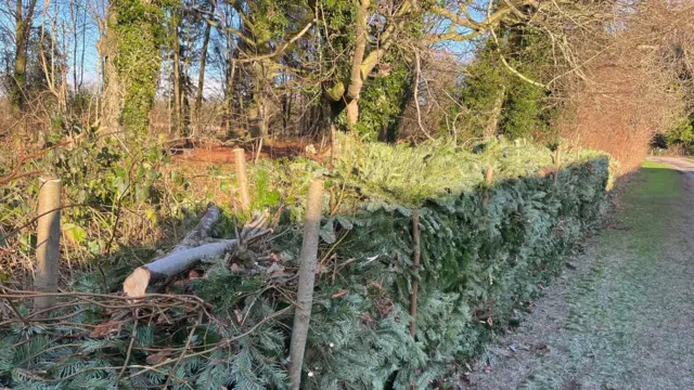 Las ramas de los árboles de Navidad se apilan entre postes de madera para formar un seto muerto entre un bosque y un camino.