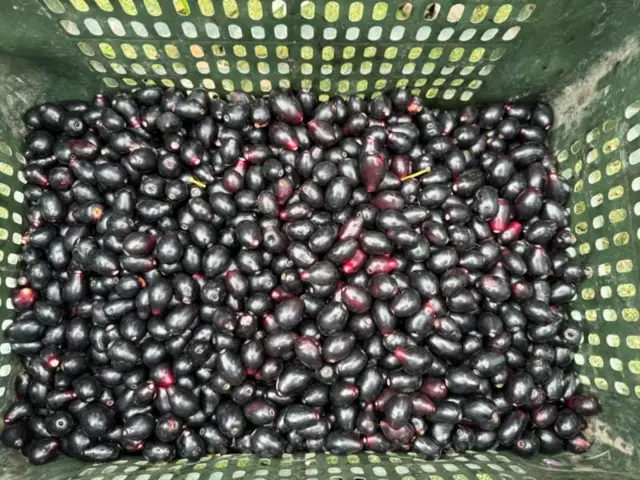 பழங்கள் பயிரிட்டு பணக்காரர்கள் ஆன கிராம மக்கள்