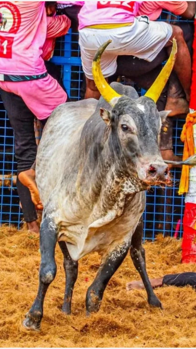 கைதி 2 காளை