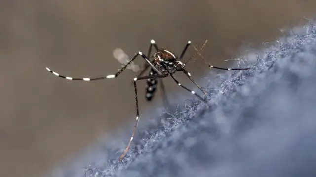 డెంగీ, దోమలు, జ్వరం, వర్షం నీళ్లు