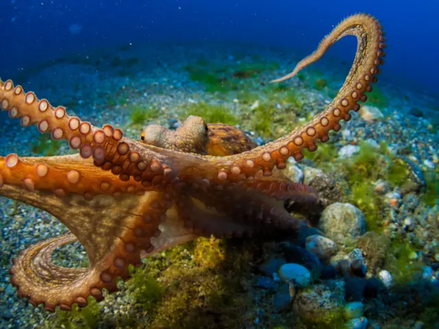 Un pulpo lanza sus tentáculos a la cámara