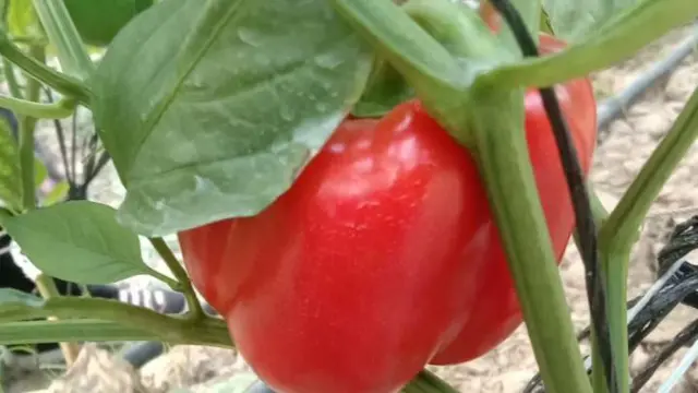 পাঁচ রংয়ের ক্যাপসিকাম উৎপাদন হয়