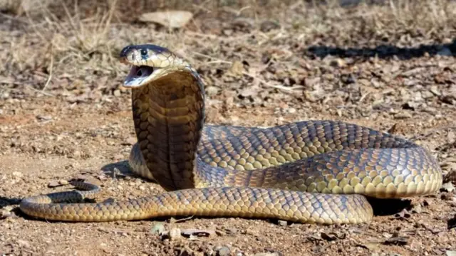 કિંગ કોબ્રા, બીબીસી, ગુજરાતી