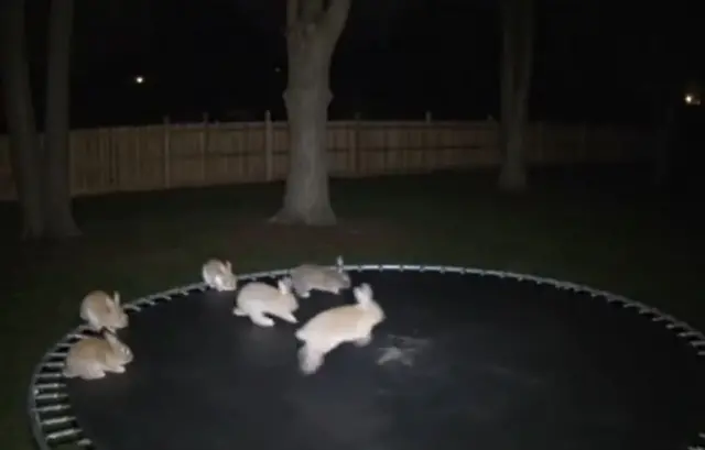 ट्रॅम्पोलिनवर उड्या मारणाऱ्या सशांचा व्हीडिओ 