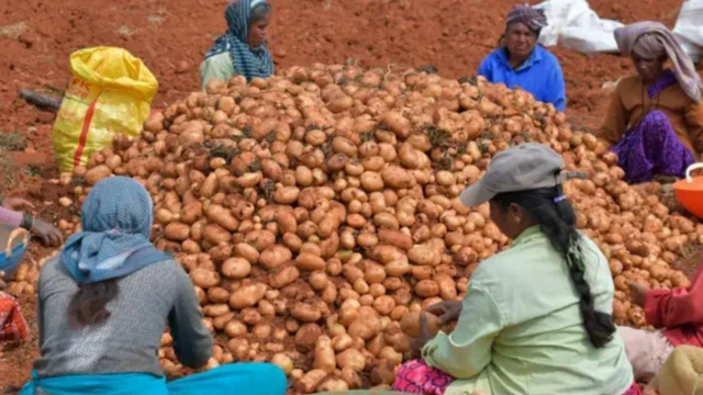 உருளைக்கிழங்கு உற்பத்தியில் இரண்டாவது இடத்தில் மேற்கு வங்கம்