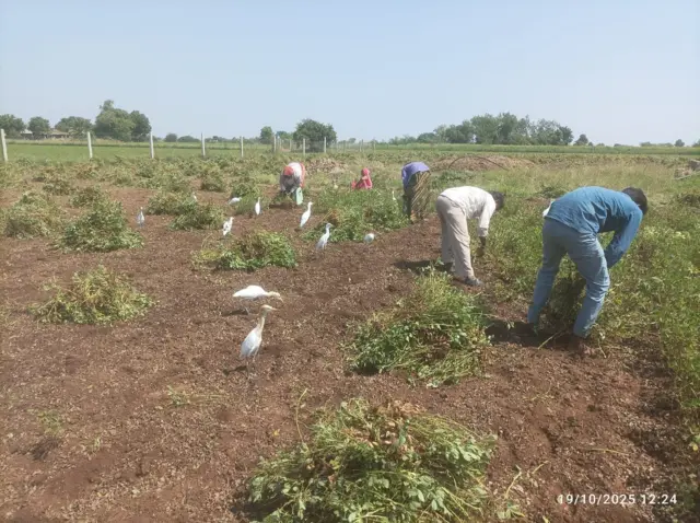 ગુજરાત, મગફળીના ભાવ, મગફળીના બજારભાવ, બીબીસી ગુજરાતી, ગુજરાતની ખેતી, ખેતપેદાશ, સિંગતેલના ભાવ, સિંગતેલ, ગુજરાતમાં વેપાર, રાજકોટ, ગોંટલ, માર્કેટયાર્ડ