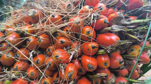 పామాయిల్