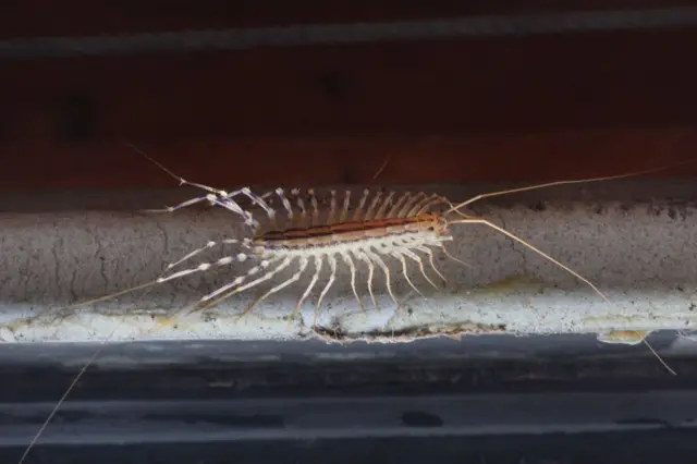 Мухоловка - комаха з багатьма ніжками