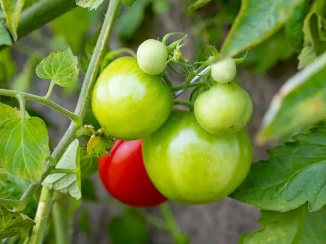 گیاه گوجه فرنگی