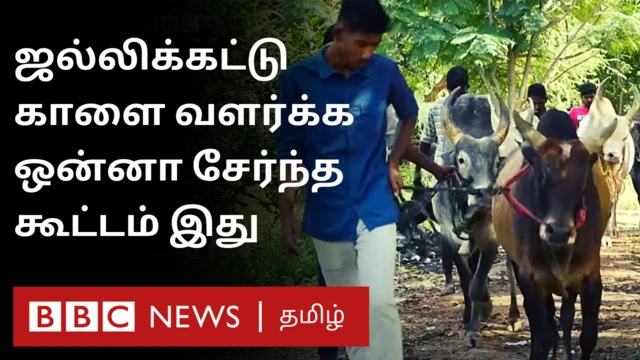 ஜல்லிக்கட்டு