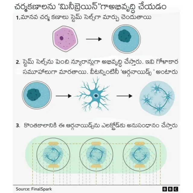 ఆర్గనాయిడ్స్ 