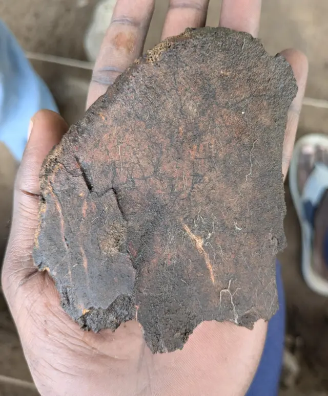 காண்டாமிருகத்தின் எலும்பு என ஆய்வாளர்கள் கூறும் பொருள்