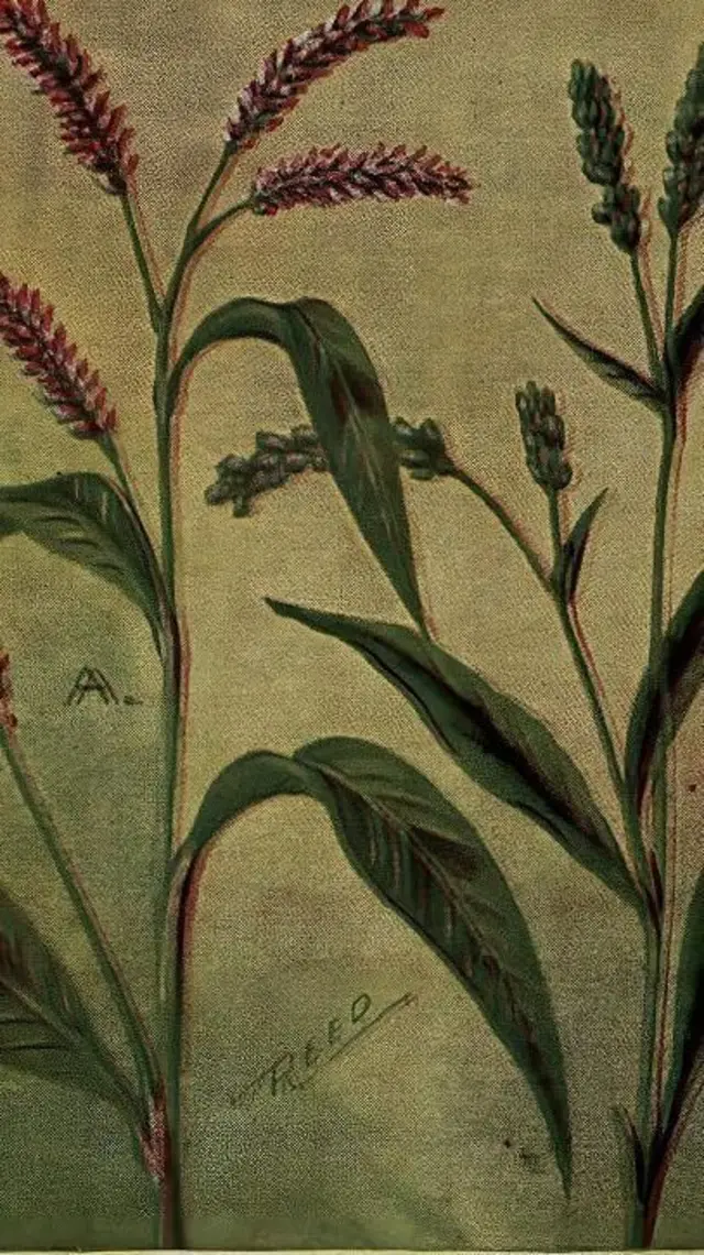 ਸਨੇਕ ਪਲਾਂਟ (ਪੌਲੀਗੋਨਮ ਪਰਸੀਕਾਰੀਆ ਜਾਂ ਪਰਸੀਕਾਰੀਆ ਮੈਕੁਲੋਸਾ) ਦੀ ਤਸਵੀਰ