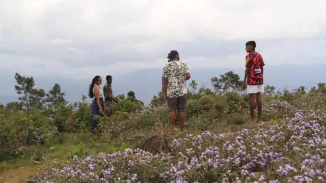 12 ஆண்டுகளுக்கு ஒரு முறை பூக்கும் நீலக்குறிஞ்சி