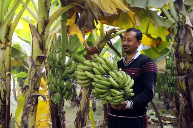 કેળાં, ફળો, ખેતી, ગુજરાત, ખેડૂત, બીબીસી ગુજરાતી