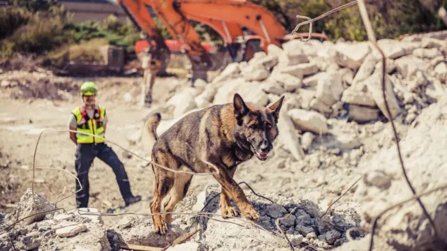 બીબીસી ગુજરાતી ભૂકંપ ધરતીકંપ પ્રાણી સંવેદના હાથી બિલાડી ગાય અર્થક્વેક ચેતવણી