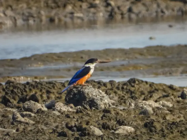 અમરેલીમાં દેખાયેલ શ્યામશિર કલકલિયો