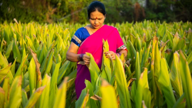 పసుపు బోర్డు, కేంద్ర ప్రభుత్వం, పీయూష్ గోయల్, నిజామాబాద్, తెలంగాణ, బీజేపీ, బీఆర్ఎస్, అరవింద్, కవిత