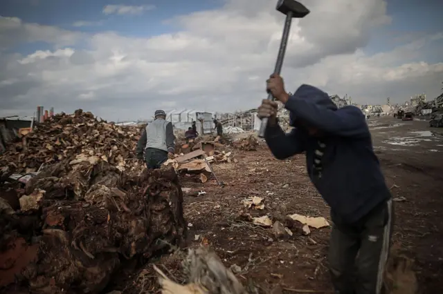 فلسطينيون يقطعون الحطب لبيعه للطهي والتدفئة في مدينة غزة، يوم الاثنين 19 يناير/كانون الثاني 2026.