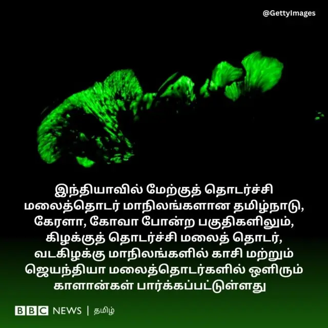 இந்தியாவில் மேற்குத் தொடர்ச்சி மலைத்தொடர் மாநிலங்களான தமிழ்நாடு, கேரளா, கோவா போன்ற பகுதிகளிலும், கிழக்குத் தொடர்ச்சி மலைத் தொடர், வடகிழக்கு மாநிலங்களில் காசி மற்றும் ஜெயந்தியா மலைத்தொடர்களில் ஒளிரும் காளான்கள் பார்க்கப்பட்டுள்ளது ,