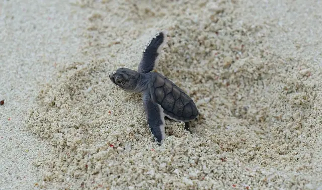Un bébé tortue de mer sortant de son nid sur une plage de sable