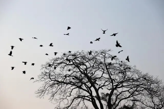 Crows flying 
