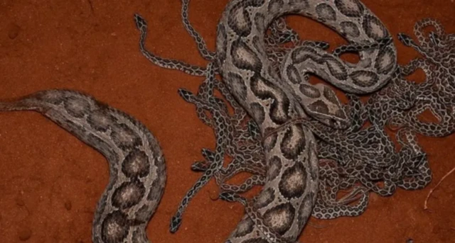 ગ્લાસ કોબરા