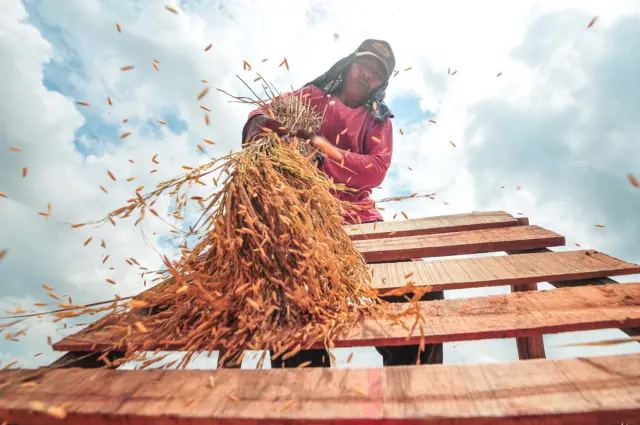 Petani merontokkan bulir padi saat musim panen di persawahan Sejinjang, Jambi, Selasa (8/10/2024). Dinas Pertanian dan Ketahanan Pangan Kota Jambi mencatat sebanyak 460 hektare dari 520 hektare lahan persawahan di daerah itu telah ditanami padi secara bertahap sejak Juli 2024 sehingga hasil panen mendatang dinilai cukup untuk memenuhi kebutuhan beras lokal. 