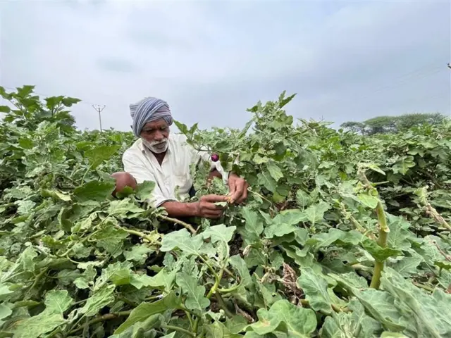 માવઠાને કારણે કપાસના પાકને નુકસાન, બીબીસી ગુજરાતી, ગુજરાતમાં ખેતી, ગુજરાતના ખેડૂતો, ભૂપેન્દ્ર પટે, જિતુ વાઘાણી, ભાજપ, કૉંગ્રેસ, આમ આદમી પાર્ટી, ગુજરાત સરકારની સહાય, મગફળીને નુકસાન