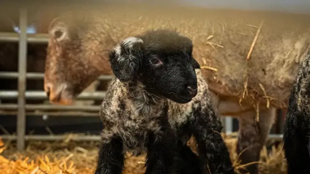 Ovca, ispod nje je jedno crno jagnje