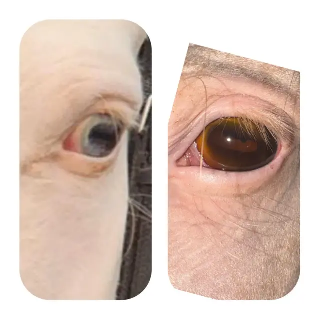 माथेरानमध्ये घोड्यांना अंधत्वसदृश लक्षणं?