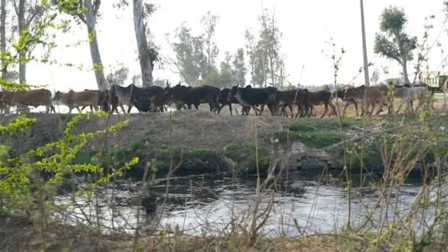 છાંયસા અને આજુબાજુનાં ગામોની 50 હજાર એકર જમીન વરસાદના પાણીમાં ડૂબેલી છે