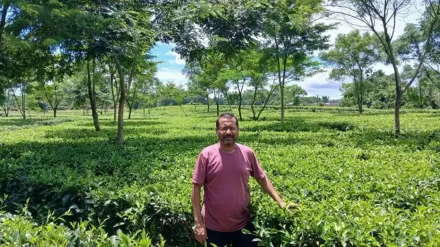 موهیت آگاروال، صادرکننده چای در مزرعهاش