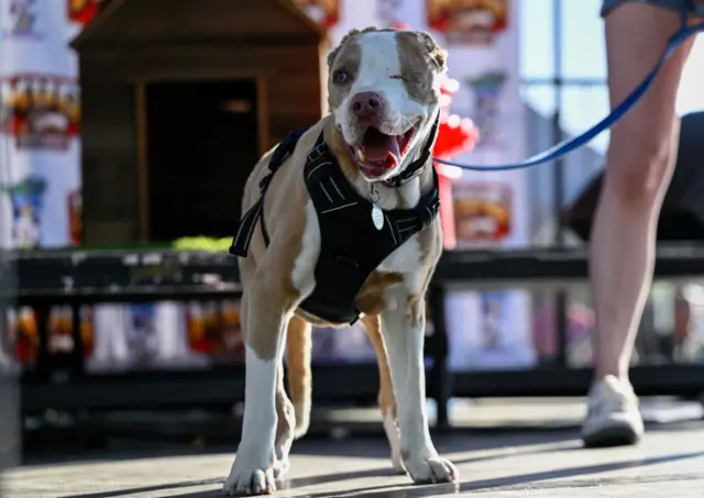 این مسابقه در آمریکا برگزار شد