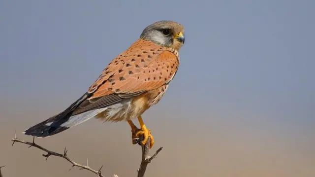 ખેડૂતોના મિત્રો એવાં આ પાંચ શિકારી પક્ષીઓની વસ્તી કેમ ઘટી રહી છે?