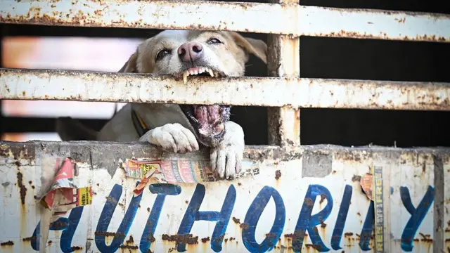 தெருநாய் பிரச்னை, உச்சநீதிமன்றம், தெருநாய் கடி, ரேபிஸ்