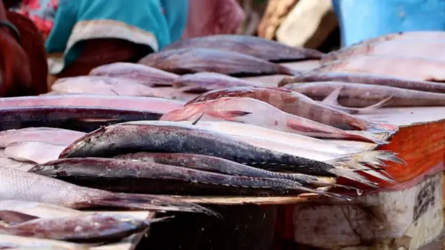 માછીમારી