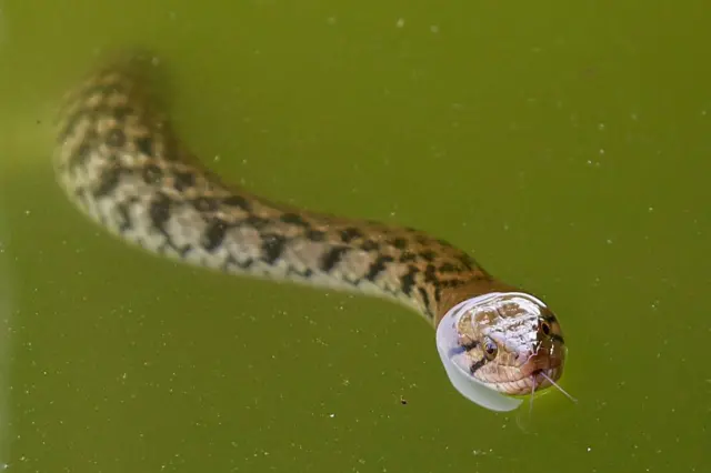 Uma cobra nadando na água