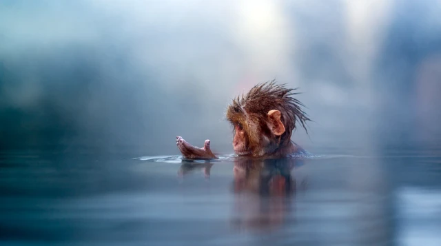 물 속에 몸을 담그고 있는 원숭이