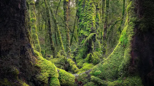 Fiordland in New Zealand’s South Island was chosen to represent some of the wildest parts of Middle-earth (Credit: Getty Images)