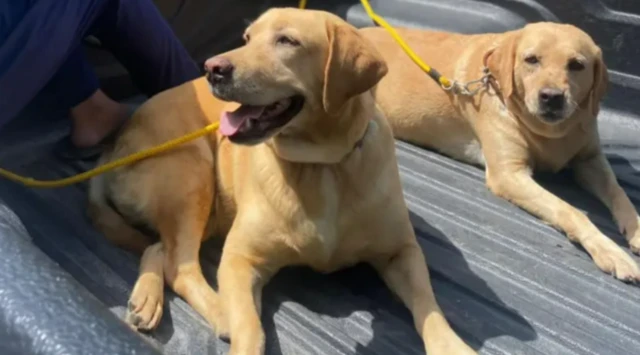 ਖੋਜੀ ਕੁੱਤੇ