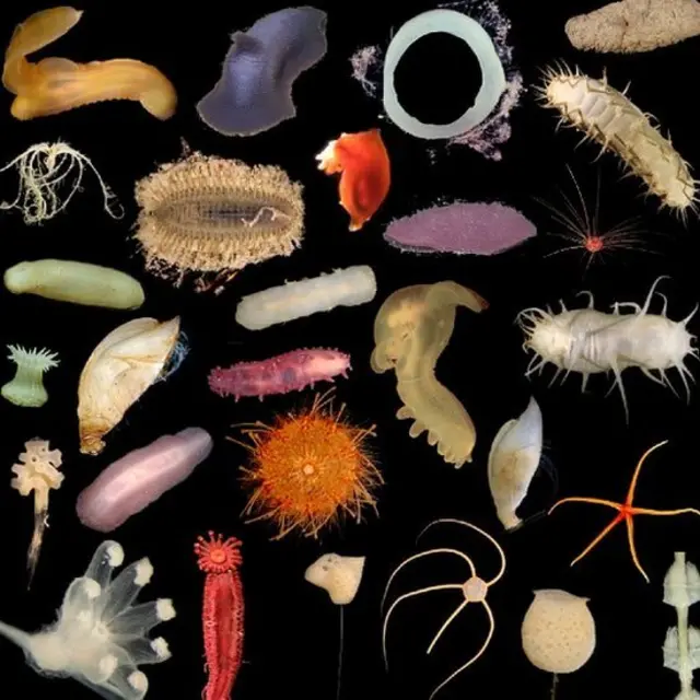 Invertébrés marins